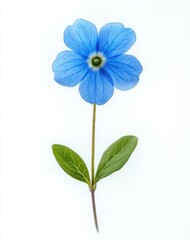 Naklejka premium Close-up of a delicate blue five-petaled flower with visible veins and two green leaves on a thin stem against a white background