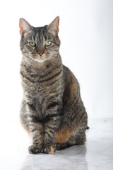 Fototapeta premium beautiful cat with green eyes on a white background