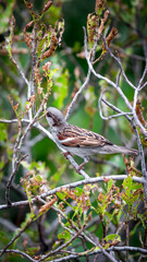 Bird (House Sparrow) on tree in a nature wild