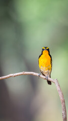 Bird (Narcissus Flycatcher) on tree in nature wild