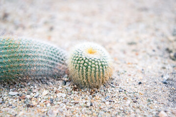 Cactus and Cactus flowers popular for decorative