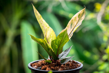 Greenery background nature plant leaf (Anthurium)