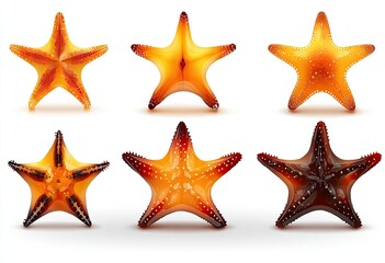 Six starfish, varying shades of orange and brown, displayed on a white background in a grid pattern.  Different perspectives show intricate details of the star body and spines