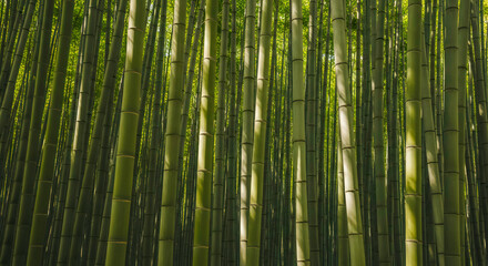 Fototapeta premium Bamboo Grove Texture Study – Natural Bamboo Stalk Background for Design