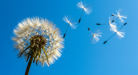 Obraz premium Dandelion With Seeds Blowing Away Under Clear Blue Sky