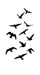 Naklejka premium A flock of silhouetted birds soaring gracefully across the sky in a dynamic formation