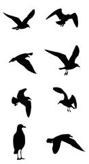 Diverse silhouettes of seagulls captured in various flight positions showcasing avian grace and freedom
