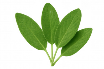 Sprig of fresh green sage leaves isolated on a transparent background, ideal for food and beverage projects