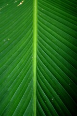 The ornamental plants, banana leaf meranti or calathea lutea with wide green leaves resembling banana plants that grow well under the bright morning sun