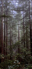 Redwood trees in the fog