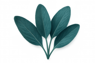 Four teal sage leaves are arranged in a fan shape against a transparent background, creating a visually appealing composition
