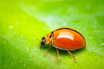 Macro of bug insect (Ladybug) on leaf in nature