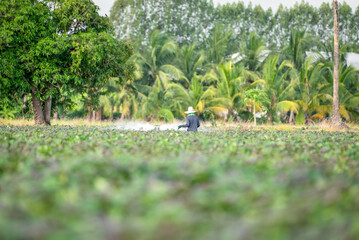 Nature of sweet potatoes plantation, yam farming © NongEngEng