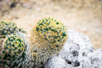 Cactus and Cactus flowers popular for decorative