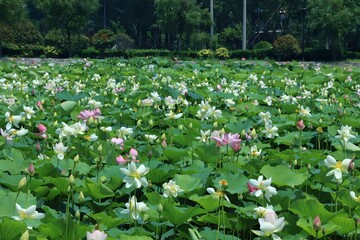 Artistic young woman enjoying serenity among colorful lotus flowers at Jimo Kaolao Village in a hot...