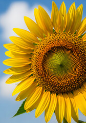 Perfect Yellow Sunflower with Blue Sky and Soft Clouds