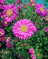 pink chrysanthemum flowers