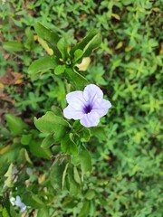 blue flowers in the garden