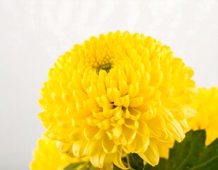 Close-up of vibrant yellow chrysanthemum