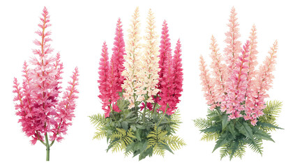 Elegant Watercolor Astilbe Floral Arrangement on a Transparent Background for Design Projects