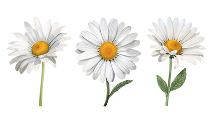Three delightful daisies showcasing pristine white petals and vibrant yellow centers against an