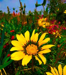 yellow flowers of the sky