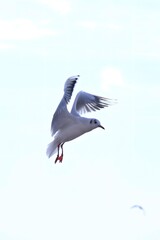 Enchanting seagull flight above Zhanqiao Pier in Qingdao, showcasing serene coastal beauty and harmonious ocean views