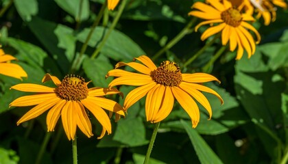 Close-up of vibrant yellow flowers (1)