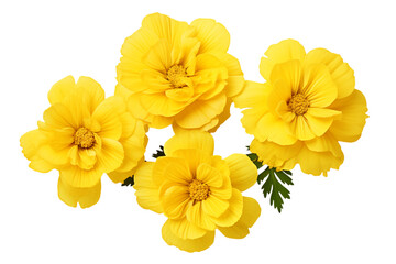 Vibrant Yellow Flowers: Close-up Macro Photography of Blooming Buttercup-like Blossoms, Perfect for Floral Designs & Nature Backdrops on transparent background png