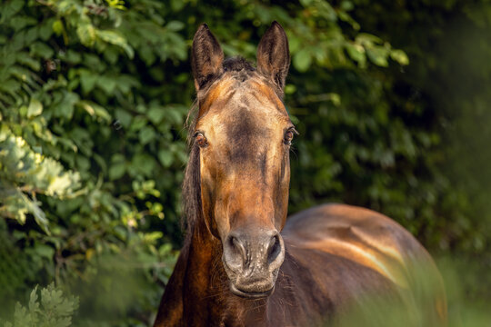Holsteiner mare standing and posing outdoors in summer light