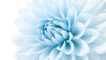 Obraz premium A delicate light blue dahlia in full bloom, showcasing intricate petal details against a soft white backdrop.