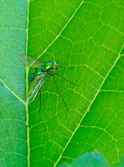 Fototapeta premium lalat dari genus Condylostylus, yang termasuk dalam famili Dolichopodidae, atau dikenal juga sebagai lalat berkaki panjang. 