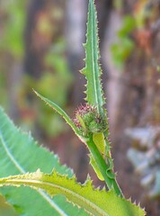 The sonchus arvensis plant. The plant is widely known as an herbal plant with various health benefits.