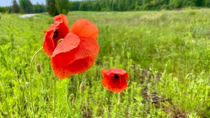Fototapeta premium Vibrant Red Poppies Blooming Beautifully in a Lush Green Field Full of Life and Color