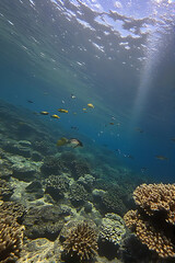 Underwater views, with clear water comfortable for diving, beautiful fish and coral reefs.