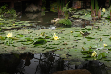 Yellow water lilies on a pond with green lily pads