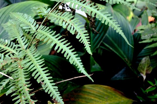 The fern plants, leptosporangiate, polypodiopsida or polypodiophyta with uniquely shaped green leaves that grow abundantly in groups