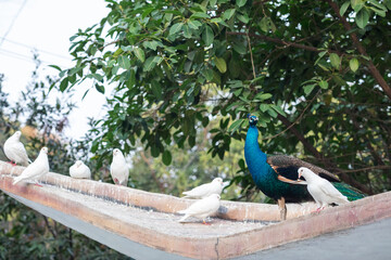 The blue peacock in the zoo