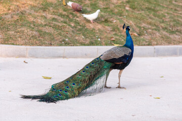 The blue peacock in the zoo