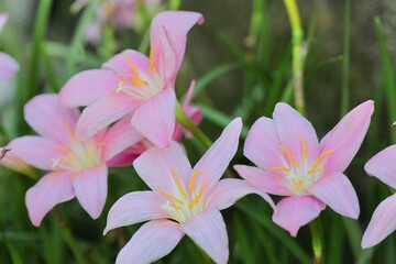 Fototapeta premium サフランモドキ