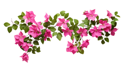 Vibrant Pink Bougainvillea Vine: Floral Design Element on transparent background png