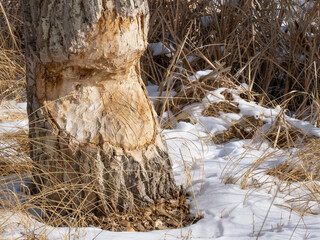 Tree Trunk with Chew Marks Left by a Beaver