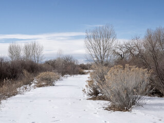 Snowy Pathway through Shrubs and Leafless Trees in St. Vrain State Park, Colorado
