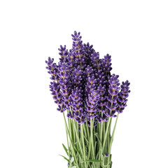 Fototapeta premium lavender flowers isolated on white background