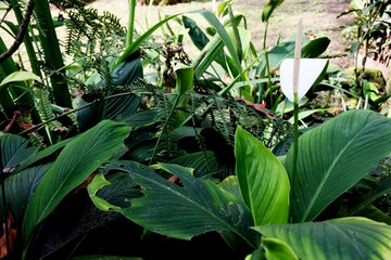 The beauty of the peace lily plant, the lily or spathiphyllum blandum growing luxuriantly and blooming in a garden
