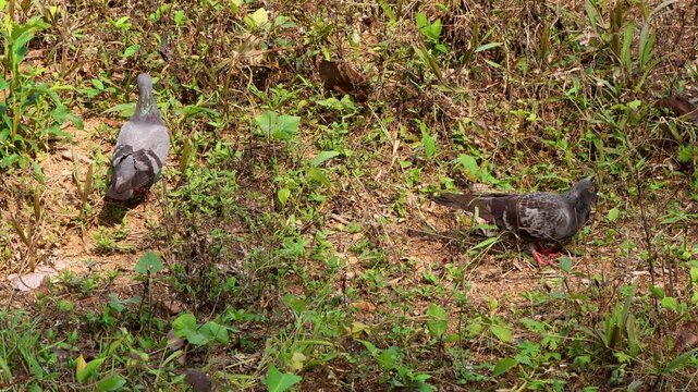 A Rock Pigeon (Columba livia) and a solitary feral pigeon (Columba livia domestica), a color variant of the common rock pigeon, foraging, pecking at the ground in search of food.