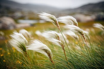 Fluffy white grasses blowing in the wind, in a grassy field