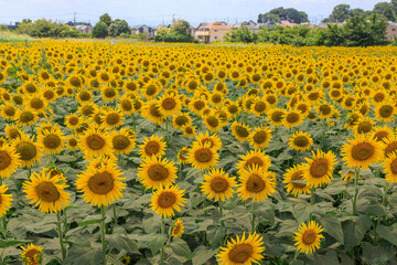 夏の日差しとひまわり畑の風景
