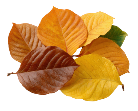 Colorful autumn leaves in orange, yellow, and brown shades, isolated on transparency background, showcasing natural texture and seasonal beauty, evoking warm and cozy feeling