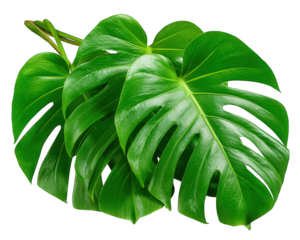 Monstera leaf green tropical plant natural texture foliage fresh botanical Large monstera leaves with vibrant green color and natural texture tropical foliage creating fresh and lively botanical